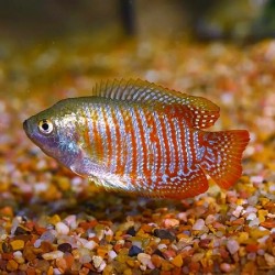 Gourami Neon Dwarf male 3.5cm