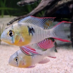 Microgeophagus Altispinos(Bolivian Ram) 2.5cm