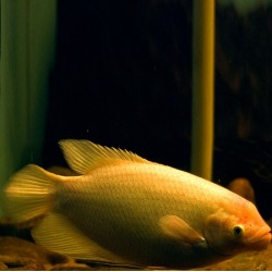 Golden Giant Gourami 7.5cm