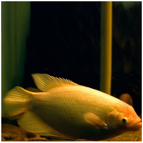 Golden Giant Gourami 7.5cm