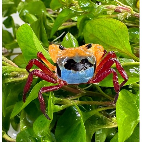 Tricolor vampire crab 3cm