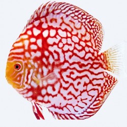 Discus Red Pigeon 5cm