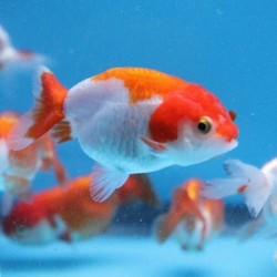 Red White Ranchu 5-6cm