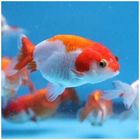 Red White Ranchu 5-6cm