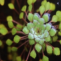 AQUAFLORA Ludwigia Sedioides LF