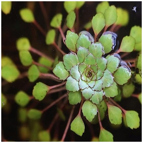 AQUAFLORA Ludwigia Sedioides LF