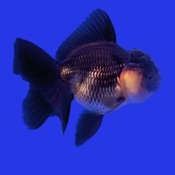 Oranda Black 10-11cm