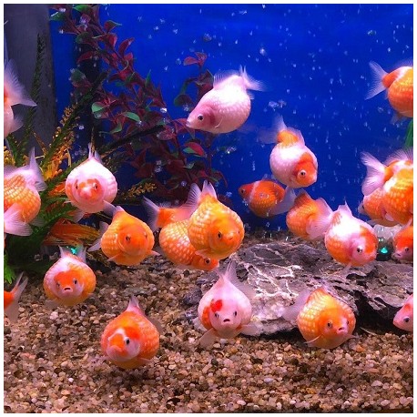 Oranda Pearl Scale Ping Pong 5cm