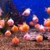 Oranda Pearl Scale Ping Pong 5cm