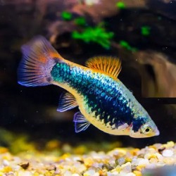 Platy Blue neon 4-5cm