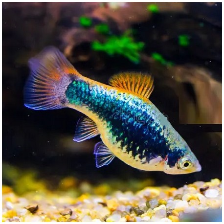 Platy Blue neon 4-5cm