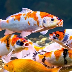 KOI Carp 10-12cm