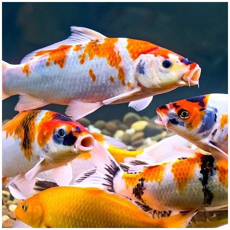 KOI Carp 10-12cm