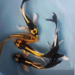 KOI Black Ghost Butterfly 10-12cm