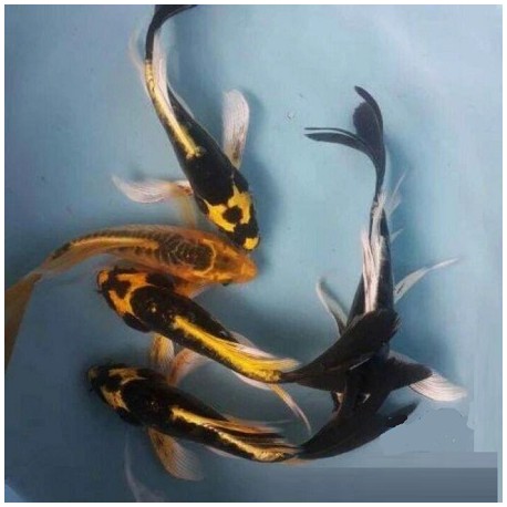 KOI Black Ghost Butterfly 10-12cm