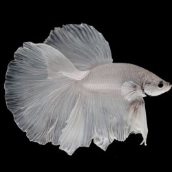 Μονομάχος Betta Super Delta Male No29