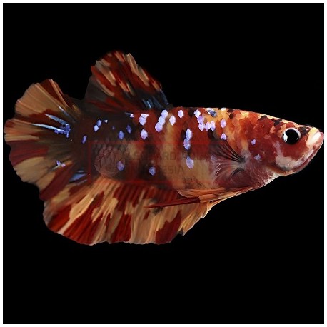 Μονομάχος Betta Koi Nemo Female No26