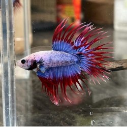 Μονομάχος Betta Mascot Crowtail Male No32