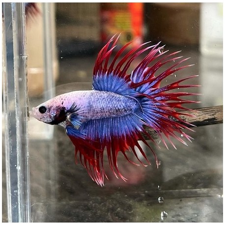 Μονομάχος Betta Mascot Crowtail Male No32