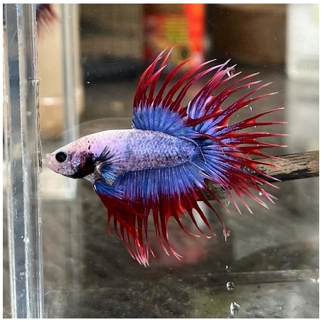 Μονομάχος Betta Mascot Crowtail Male No30