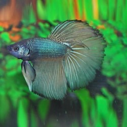 Μονομάχος Betta Green Super Delta Male No35