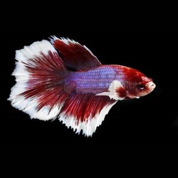 Μονομάχος Betta Levander Halfmoon Male No39