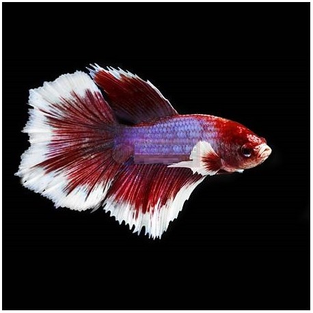 Μονομάχος Betta Levander Halfmoon Male No39