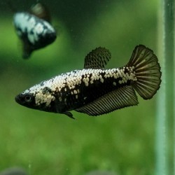 Μονομάχος Betta Black Samurai Female No43