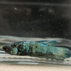 Μονομάχος Betta Plakat Halfmoon Male No48 (Real photo)