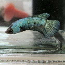 Μονομάχος Betta Plakat Halfmoon Male No47 (Real photo)