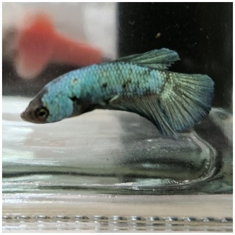 Μονομάχος Betta Plakat Halfmoon Male No47 (Real photo)