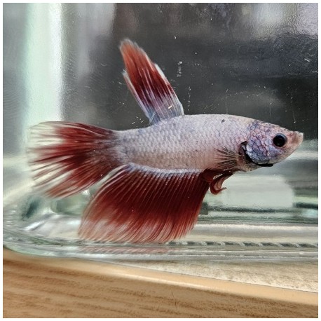 Μονομάχος Betta Super Delta Male No50 (Real photo)