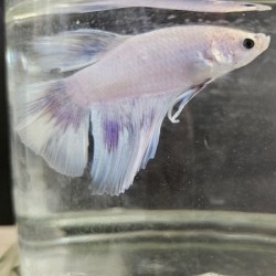 Μονομάχος Betta Super Delta Male No51 (Real photo)