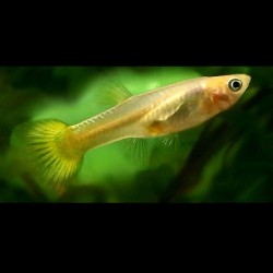 Guppy Micariff Female 3cm