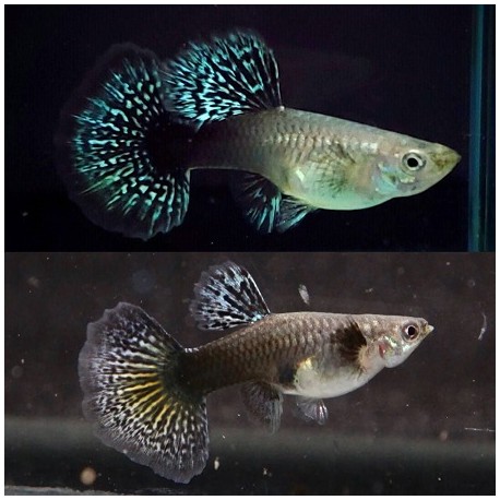 Guppy Dragon Female 3cm