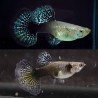 Guppy Dragon Female 3cm