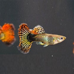 Guppy Dragon Male 3cm