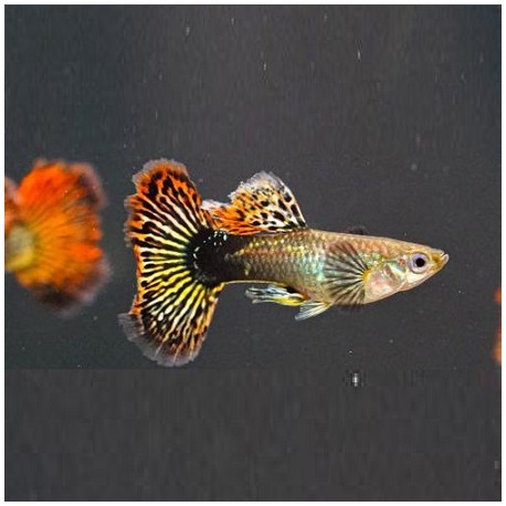 Guppy Dragon Male 3cm