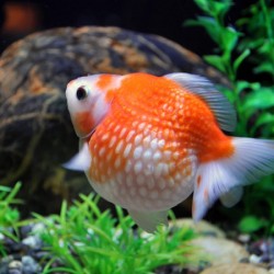 Oranda Pearl Scale Ping Pong 8-9cm