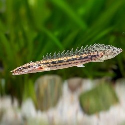 Polypterus Lapradei 12cm