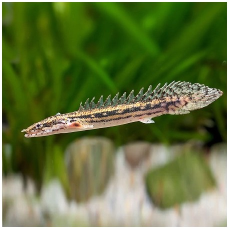 Polypterus Lapradei 12cm