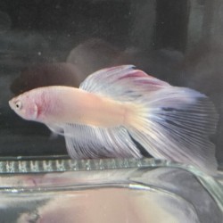 Μονομάχος Betta Super Delta Male No55 (Real photo)