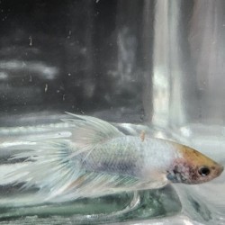 Μονομάχος Betta Crowtail Male No53 (Real photo)