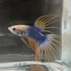 Μονομάχος Betta Crowtail Male No59 (Real photo)