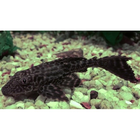 Plecostomus 7.5cm