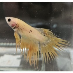 Μονομάχος Betta Crowtail Male No58 (Real photo)