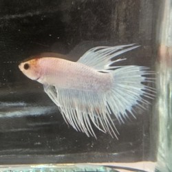 Μονομάχος Betta Crowtail Male No57 (Real photo)