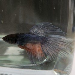 Μονομάχος Betta Crowtail Male No60 (Real photo)