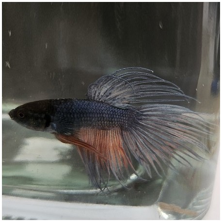 Μονομάχος Betta Crowtail Male No60 (Real photo)