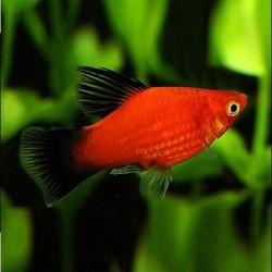 Platy Blacktail 2.5cm